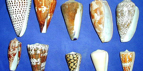 Abbildung  Versch. Kegelschnecken Abeef